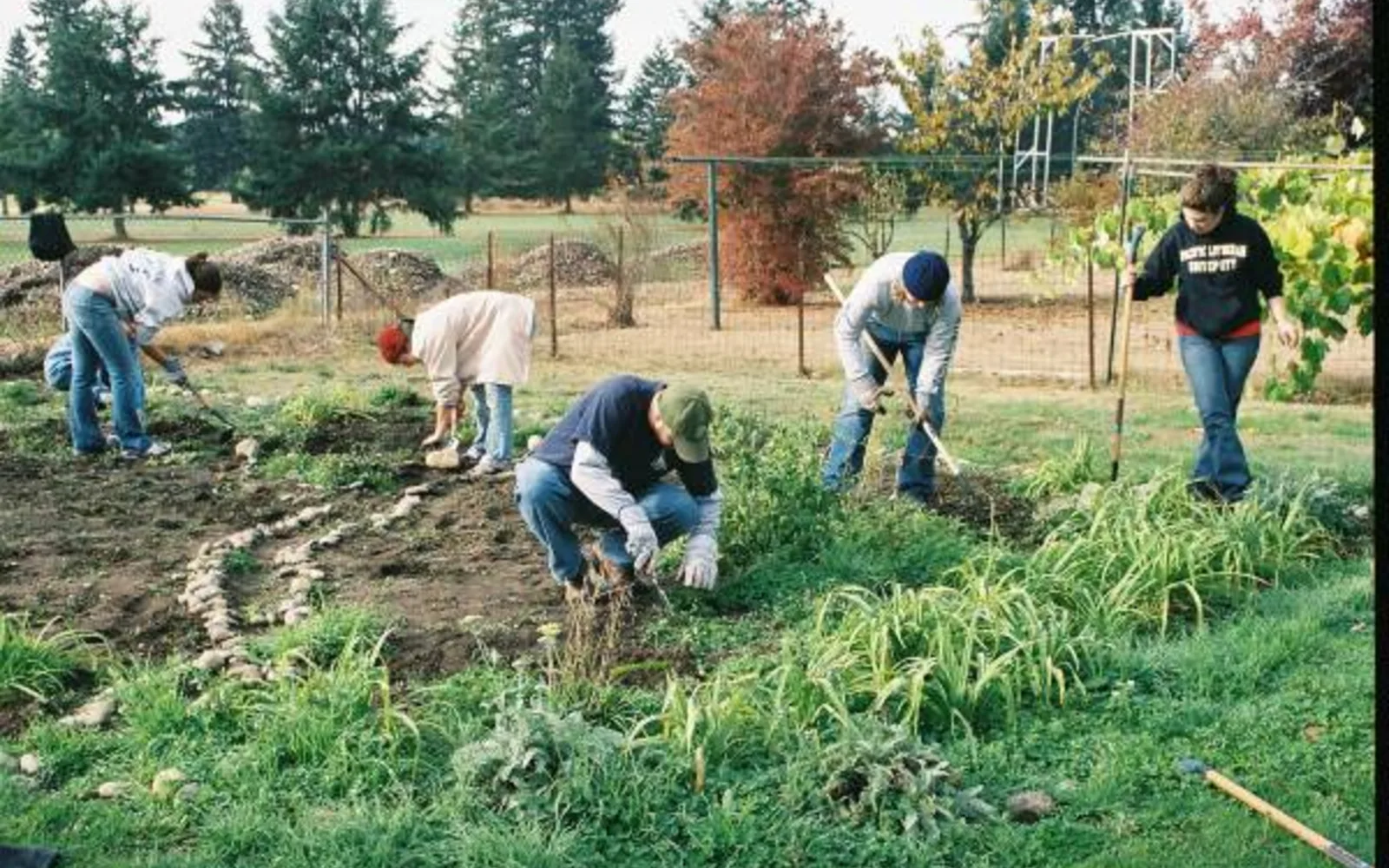 A community garden with raised beds and thriving plants showing cultivated vegetables