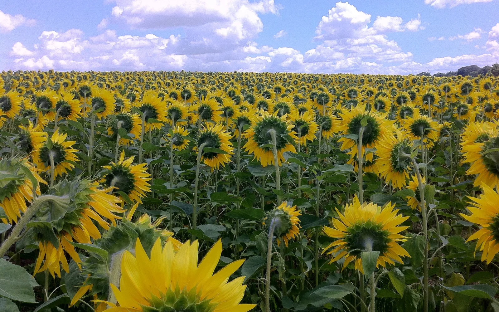 A field of sunflowers in full bloom during summer